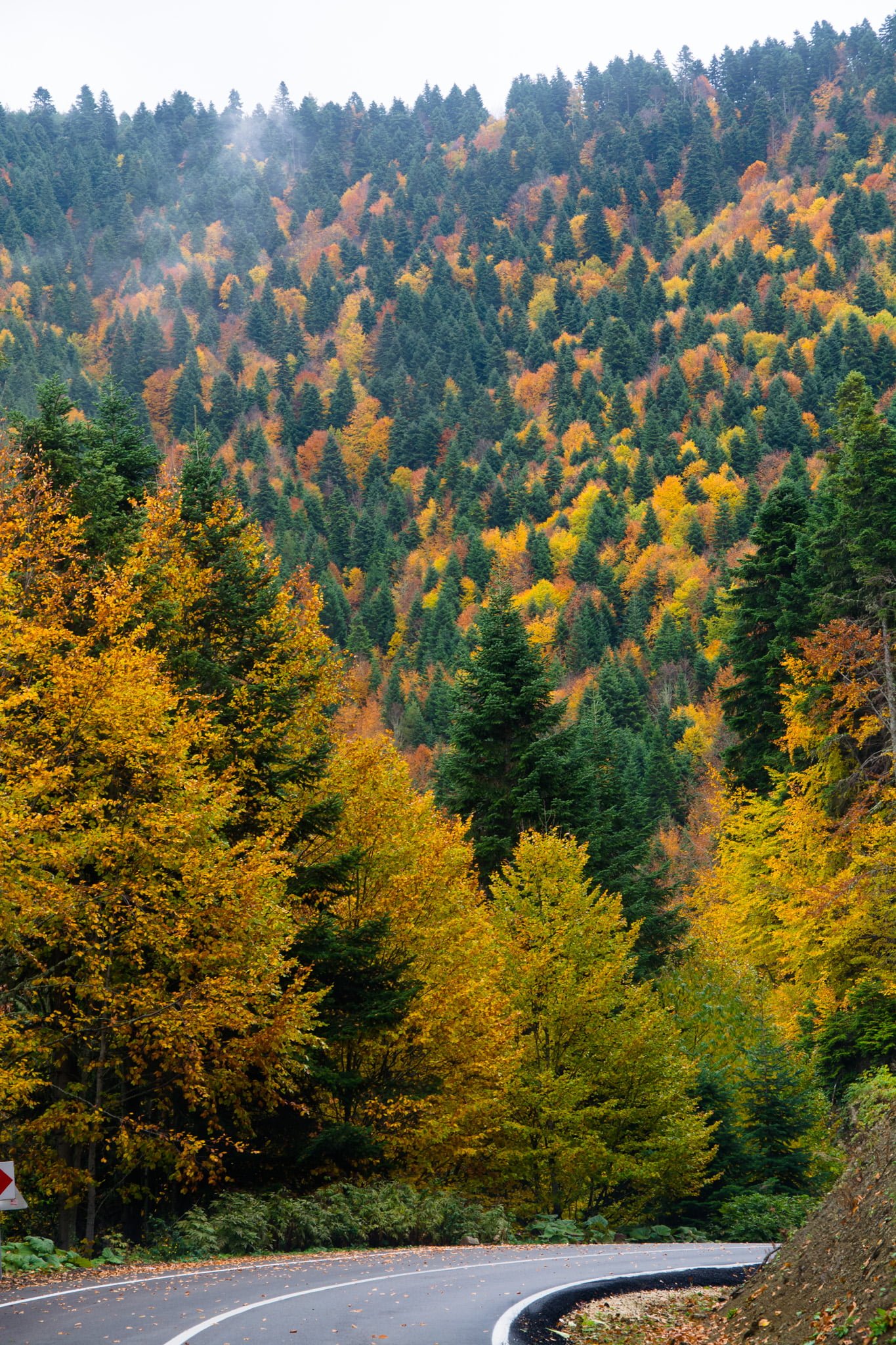zamanin_otesi_abant_agaç_yol_arayis3